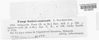 Seimatosporium tostum image